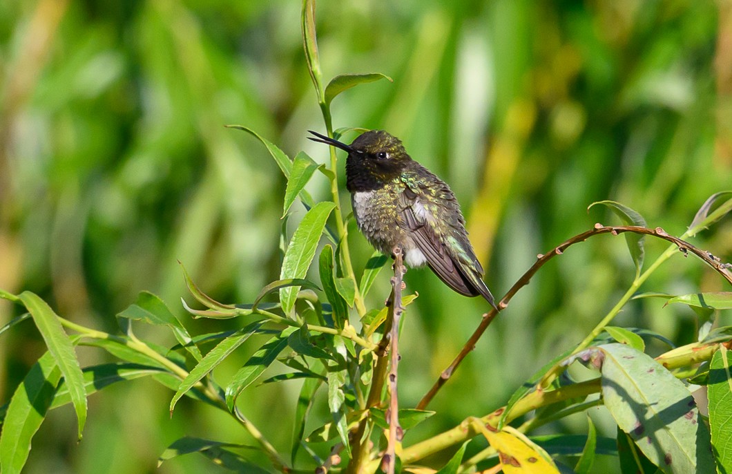 Black-chinned Hummingbird - ML620819767