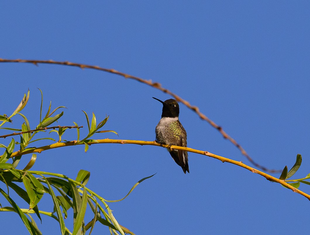 Black-chinned Hummingbird - ML620819768