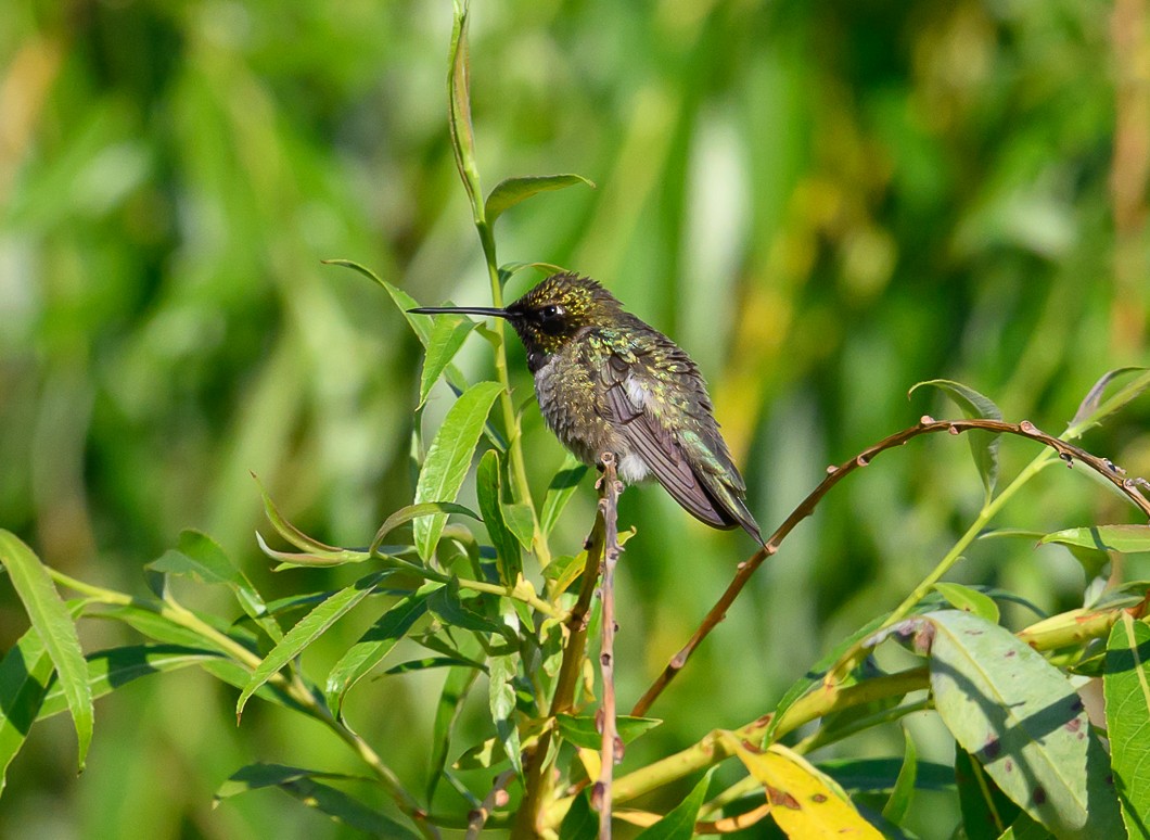 Black-chinned Hummingbird - ML620819769