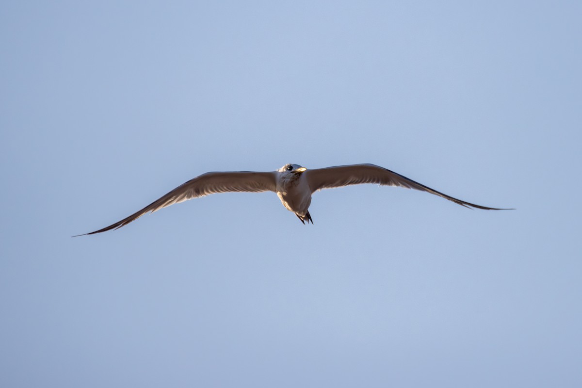 Great Crested Tern - ML620819771