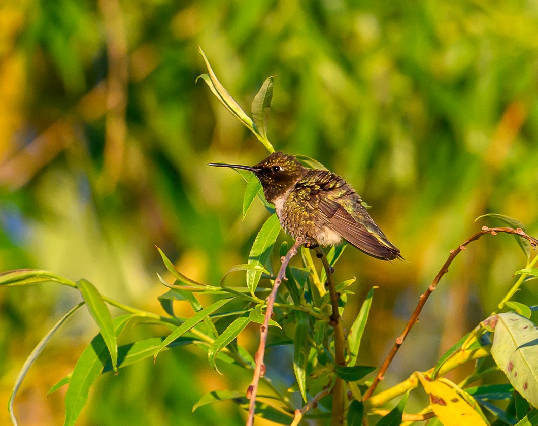 Black-chinned Hummingbird - ML620819772