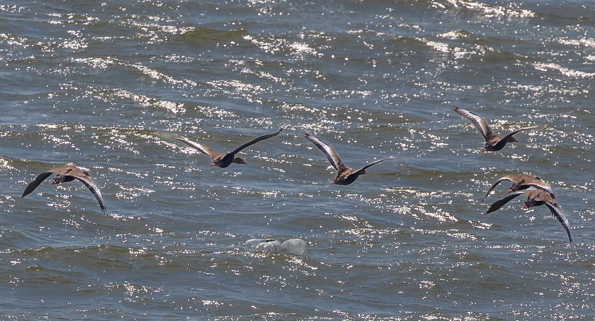 Black-bellied Whistling-Duck - ML620819773