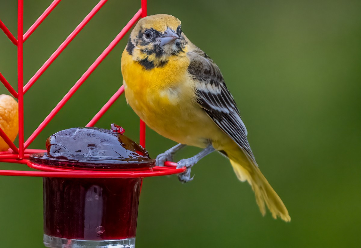 Baltimore Oriole - ML620819774