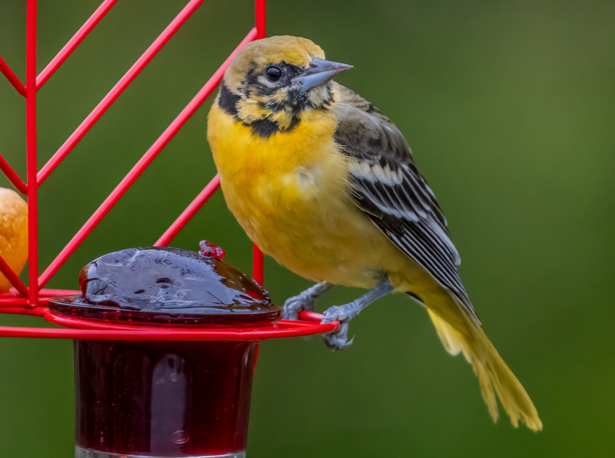 Baltimore Oriole - Jim Carroll