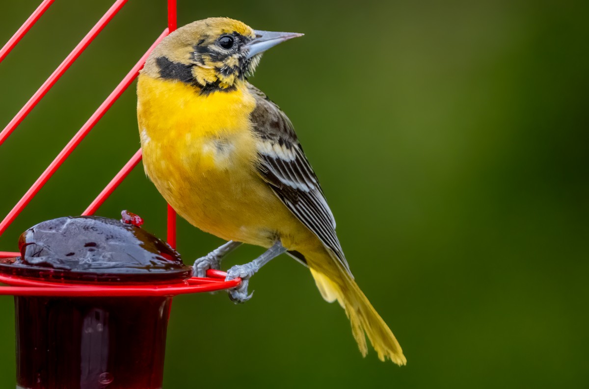 Oriole de Baltimore - ML620819776