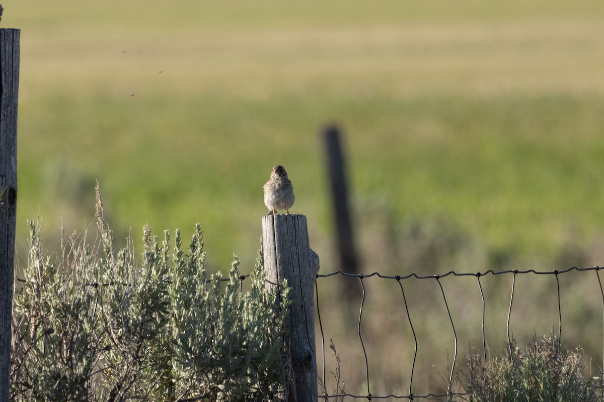 Vesper Sparrow - ML620819778