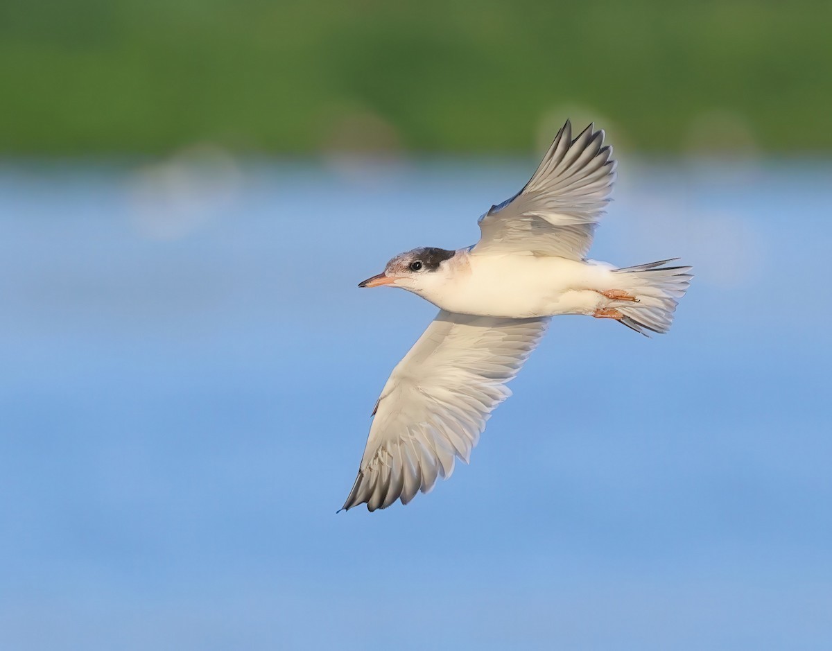 Common Tern - ML620819779