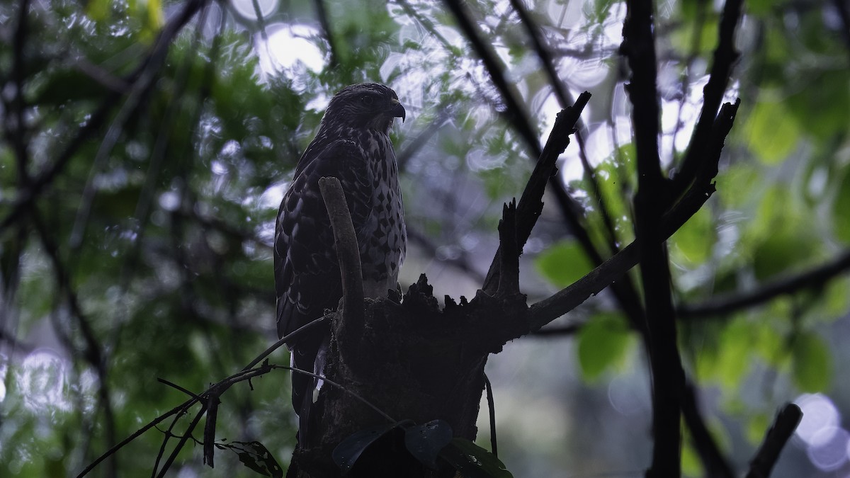 Broad-winged Hawk - ML620819780