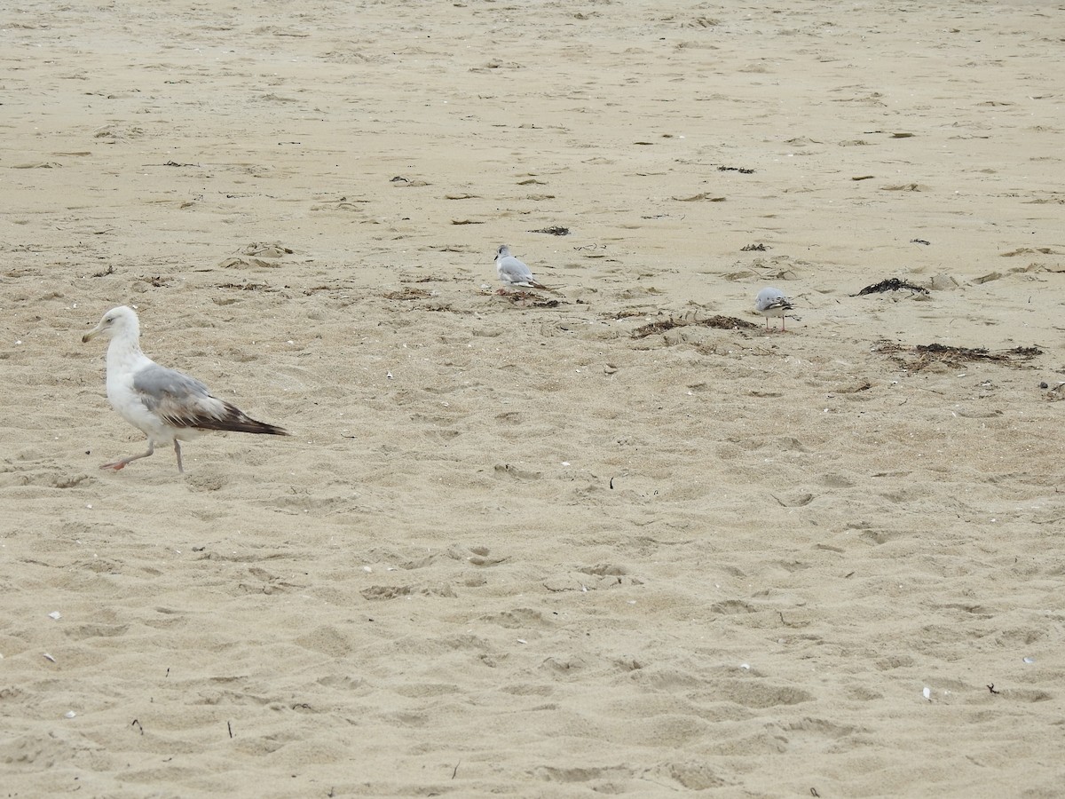 Herring Gull - ML620819782