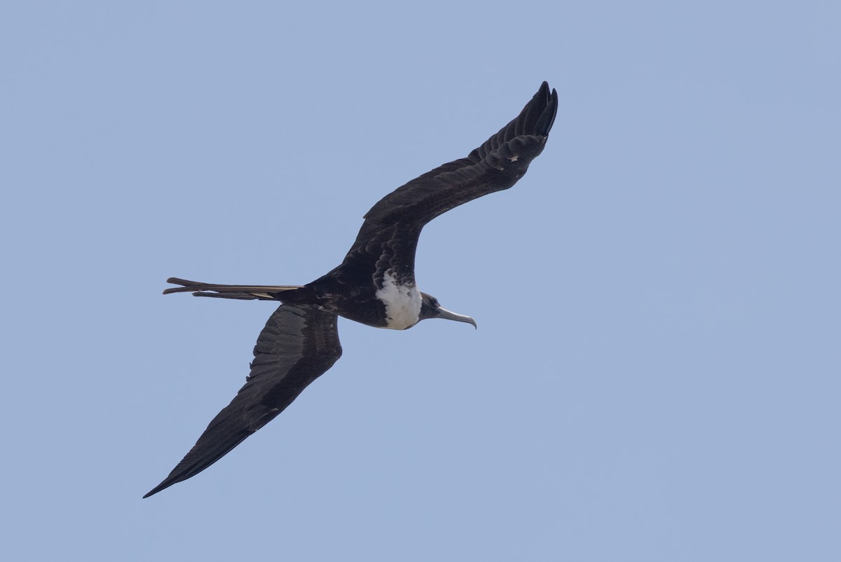 Magnificent Frigatebird - ML620819783