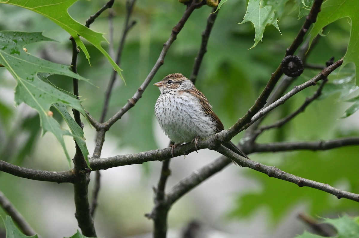 Chipping Sparrow - ML620819784