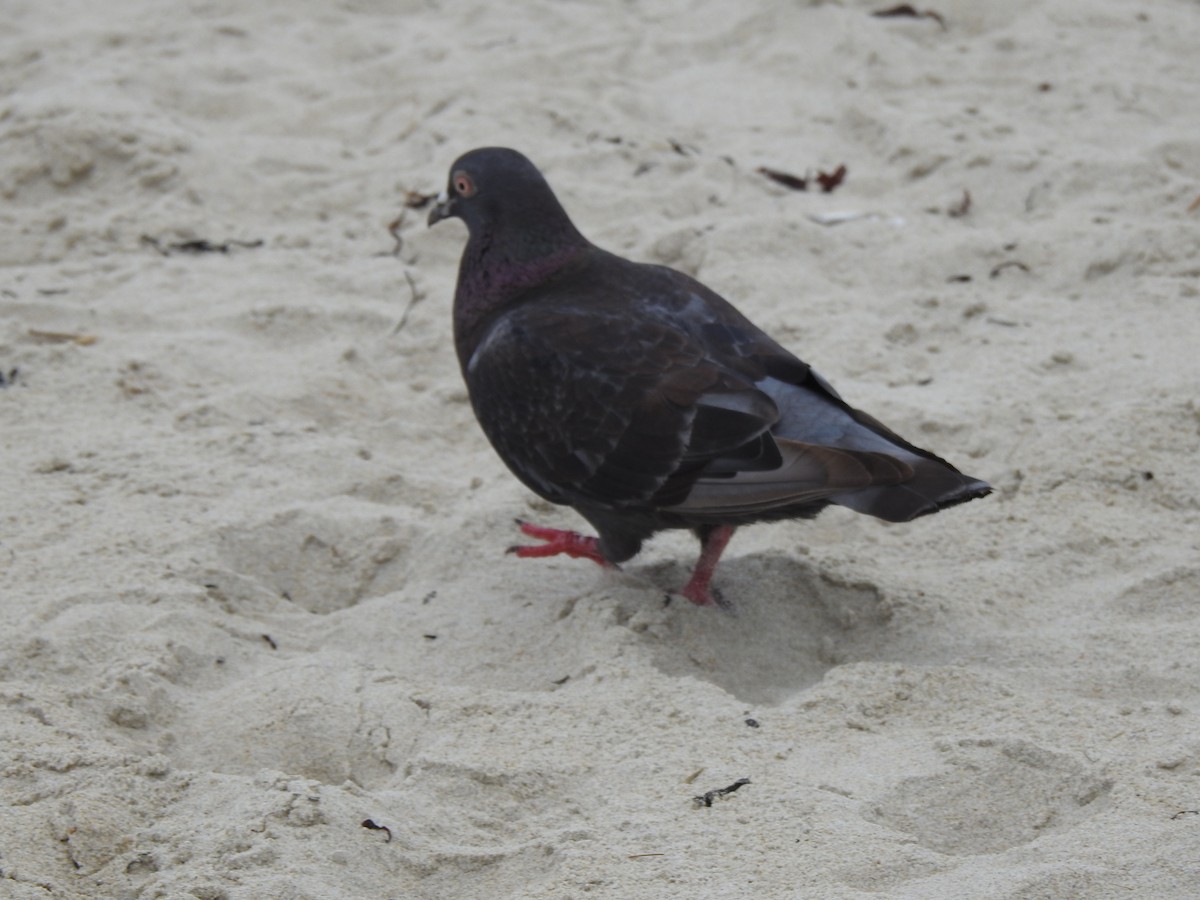 Rock Pigeon (Feral Pigeon) - ML620819785
