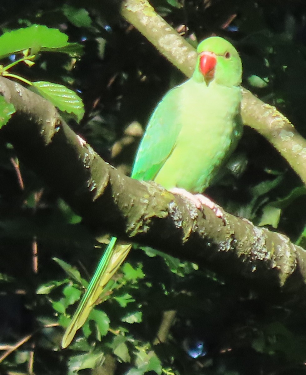 Rose-ringed Parakeet - ML620819786