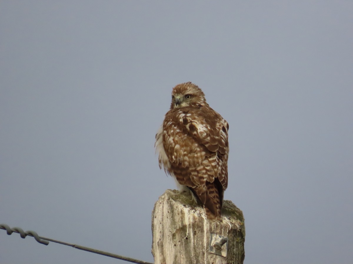 Red-tailed Hawk - ML620819787