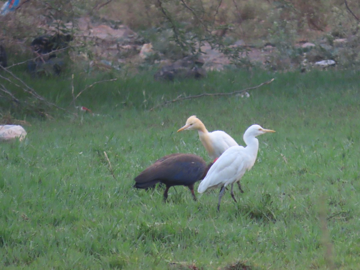 Eastern Cattle Egret - ML620819788