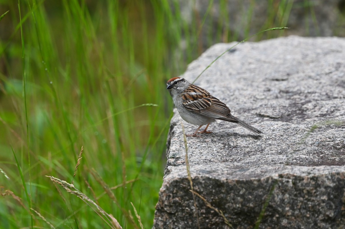 Chipping Sparrow - ML620819789