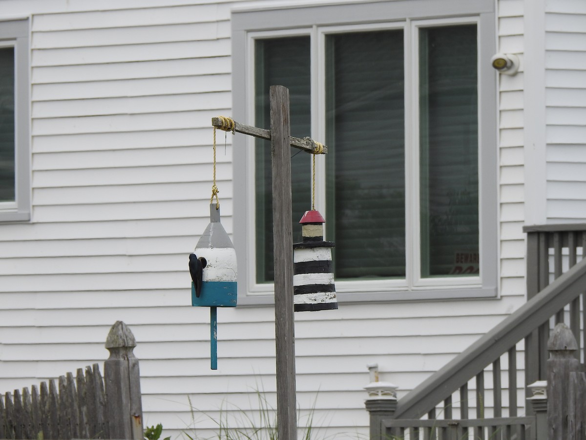 Tree Swallow - ML620819790