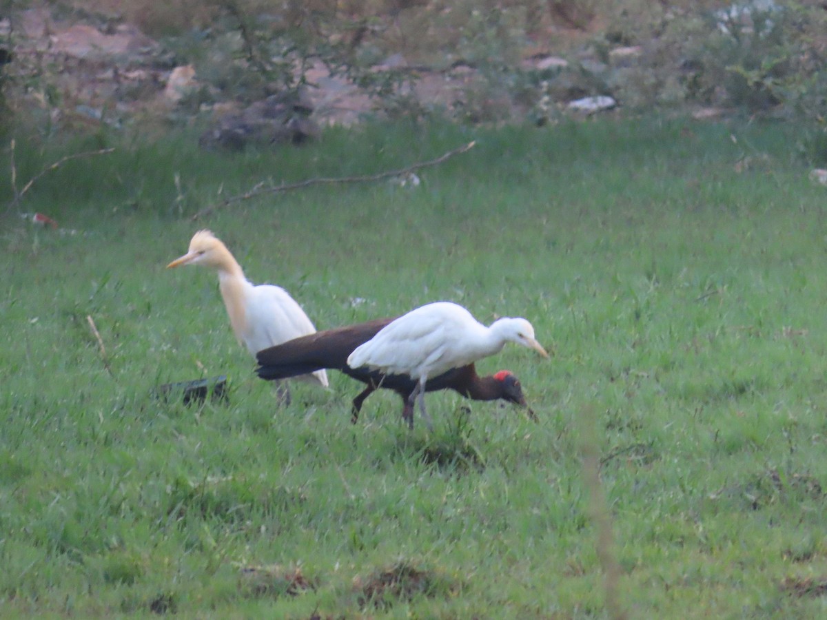 Red-naped Ibis - ML620819791