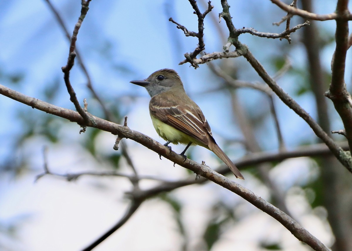 Great Crested Flycatcher - ML620819795