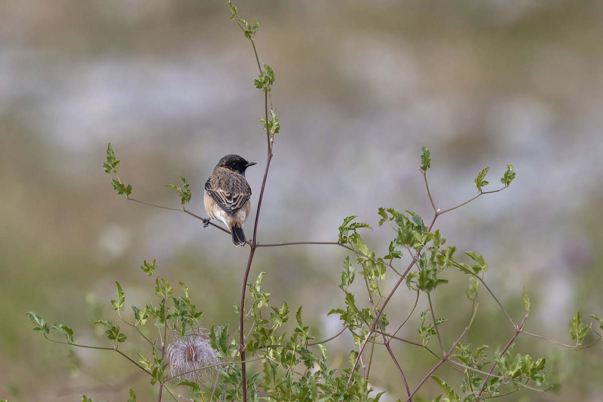 Siberian Stonechat - ML620819796