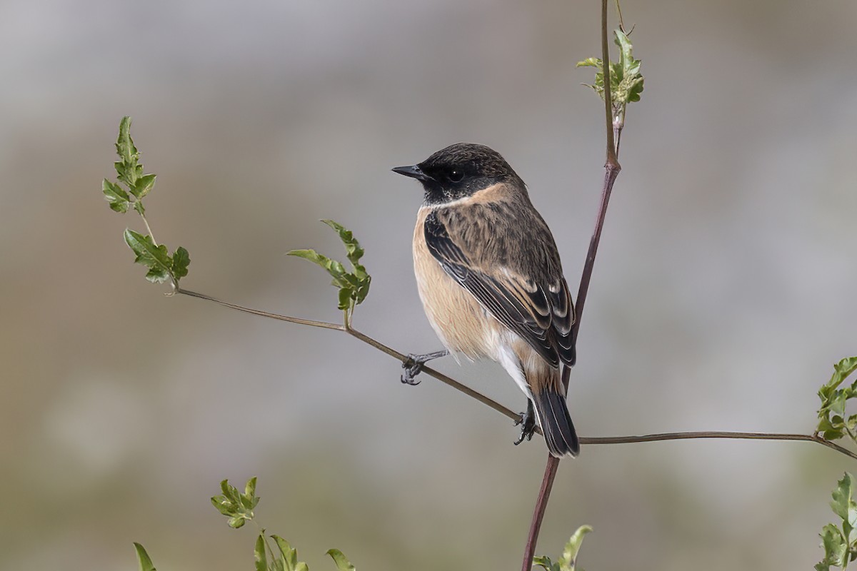 Siberian Stonechat - ML620819798