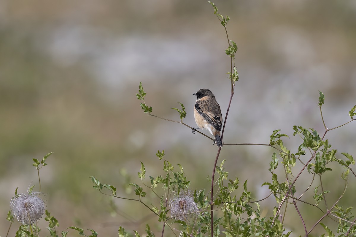 Siberian Stonechat - ML620819799