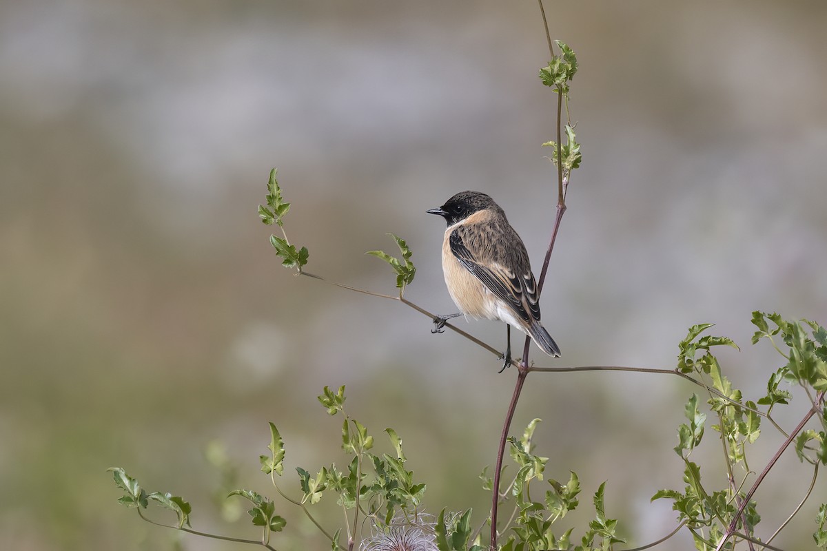 Siberian Stonechat - ML620819800