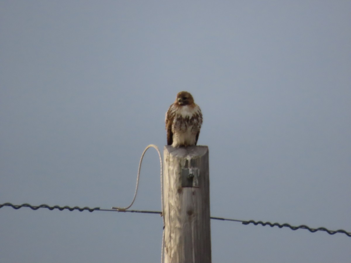 Red-tailed Hawk - ML620819804