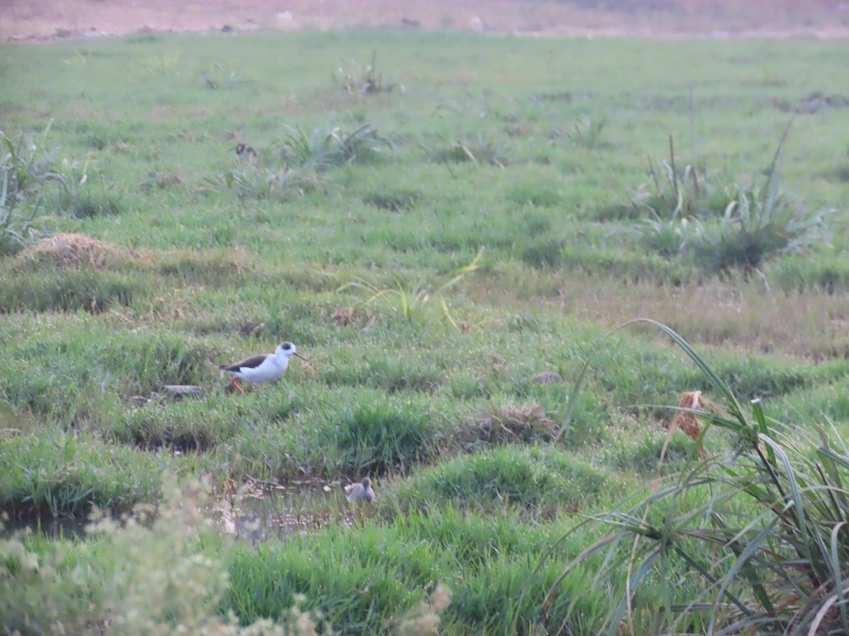 Black-winged Stilt - ML620819805