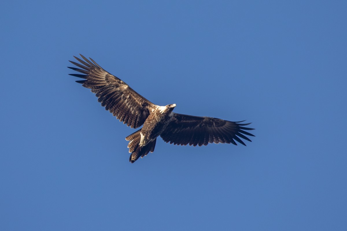 Wedge-tailed Eagle - ML620819806