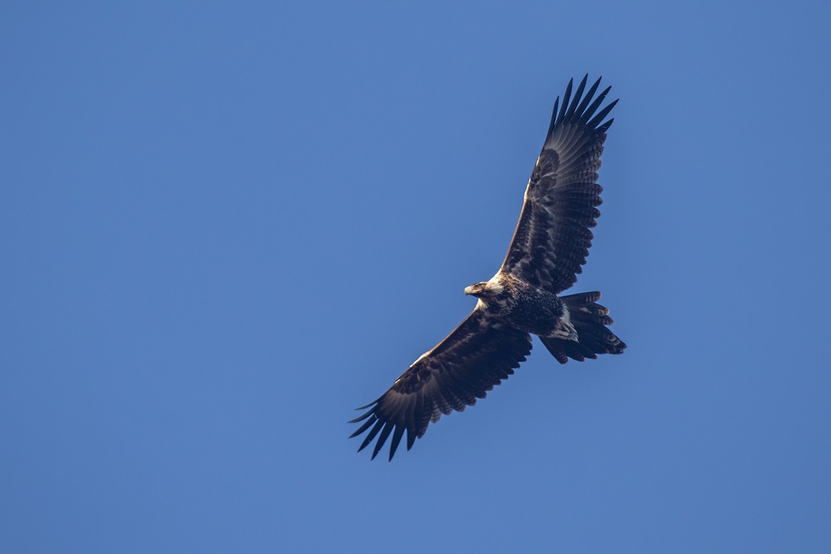 Wedge-tailed Eagle - ML620819807