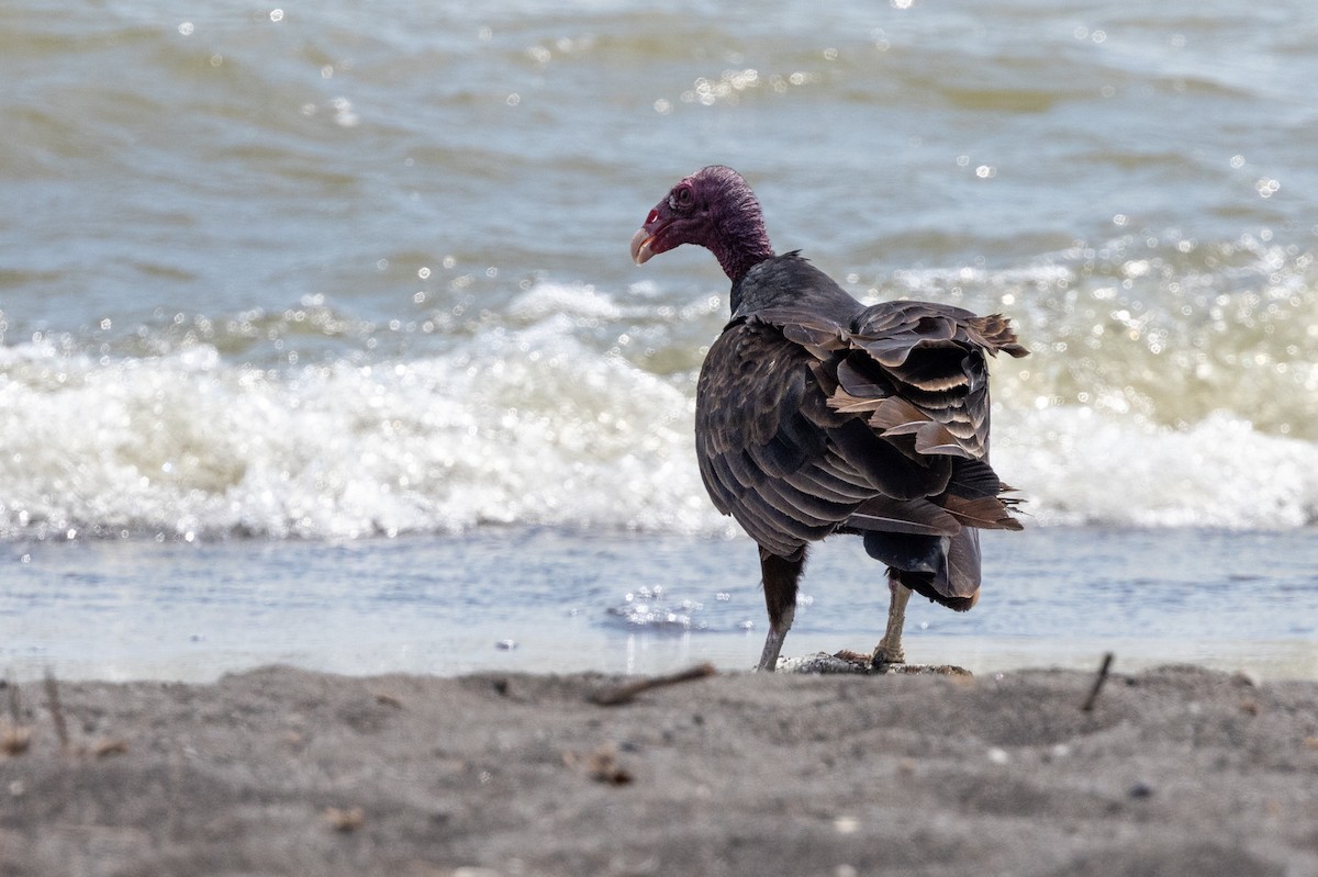 Turkey Vulture - ML620819809