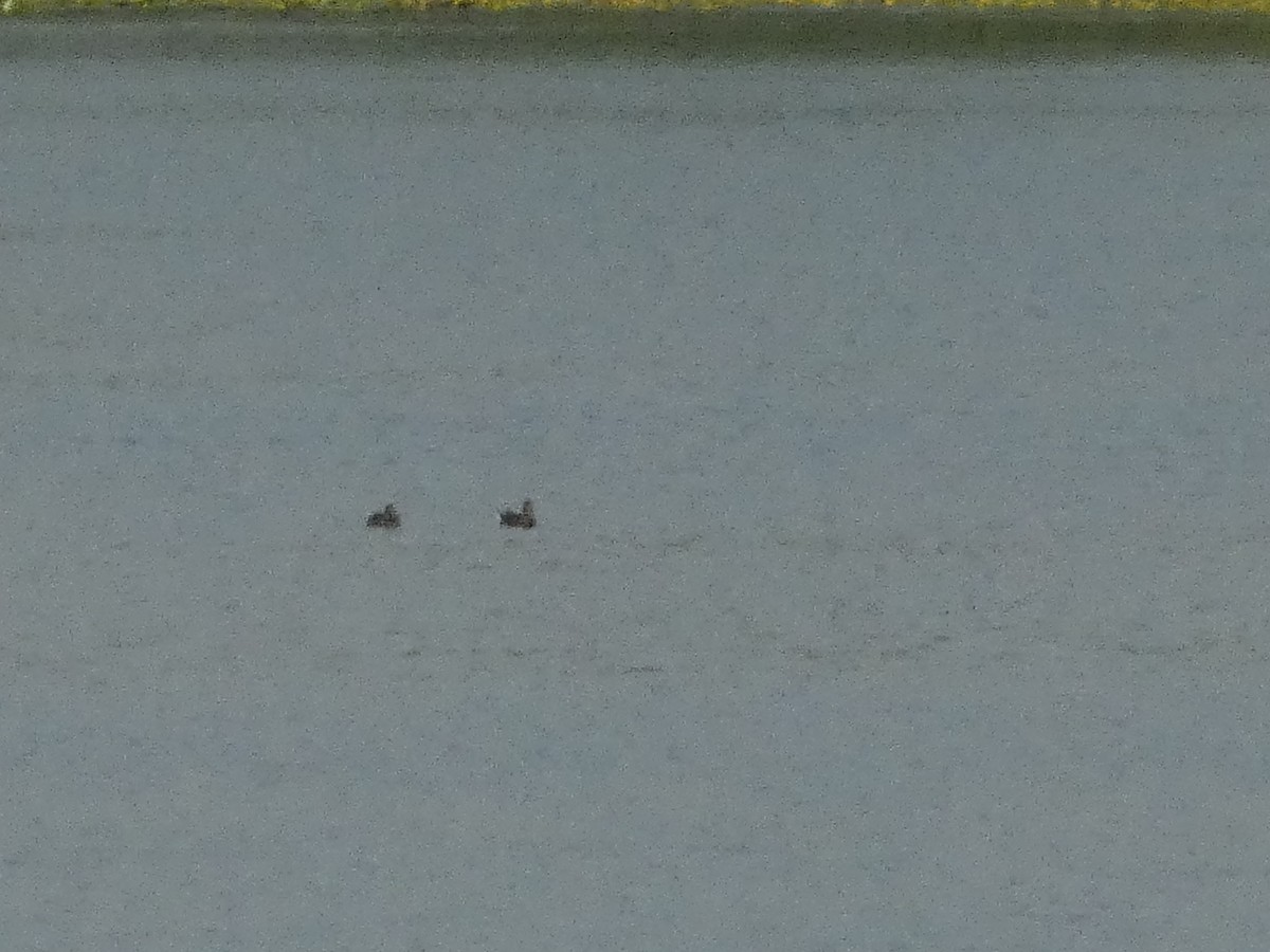 Ferruginous Duck - ML620819812