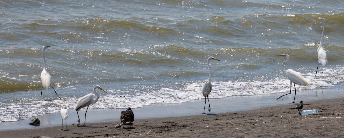 Great Egret - ML620819814