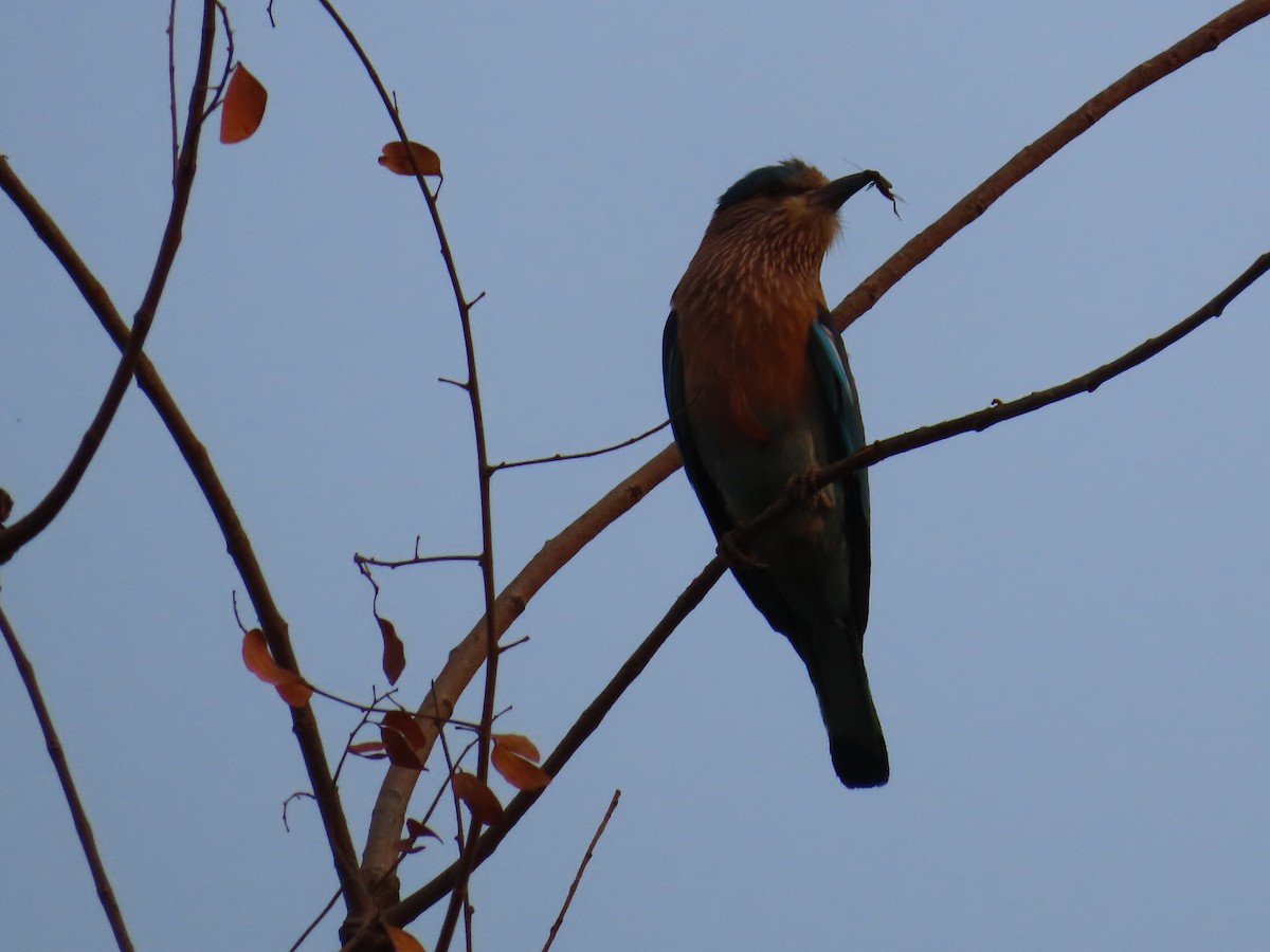 Indian Roller - ML620819815