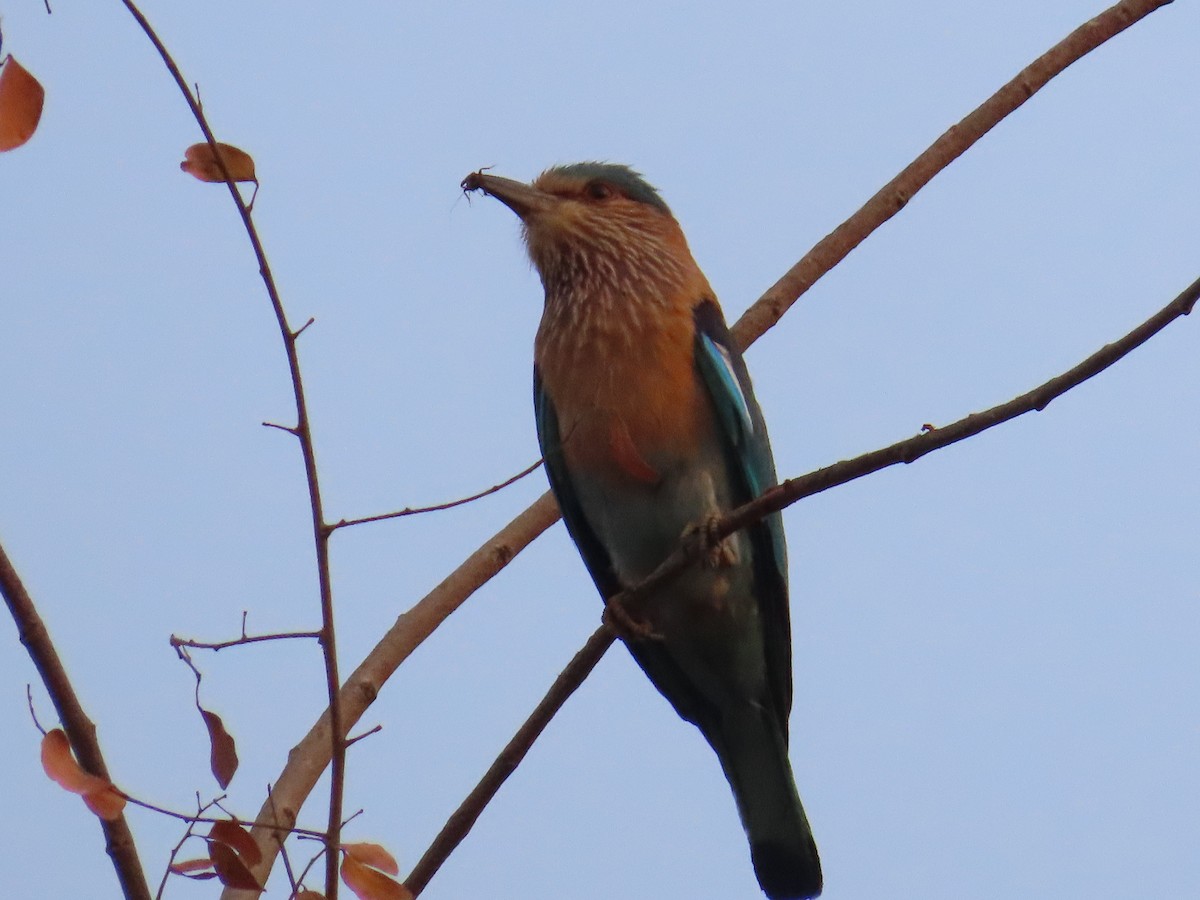 Indian Roller - ML620819816