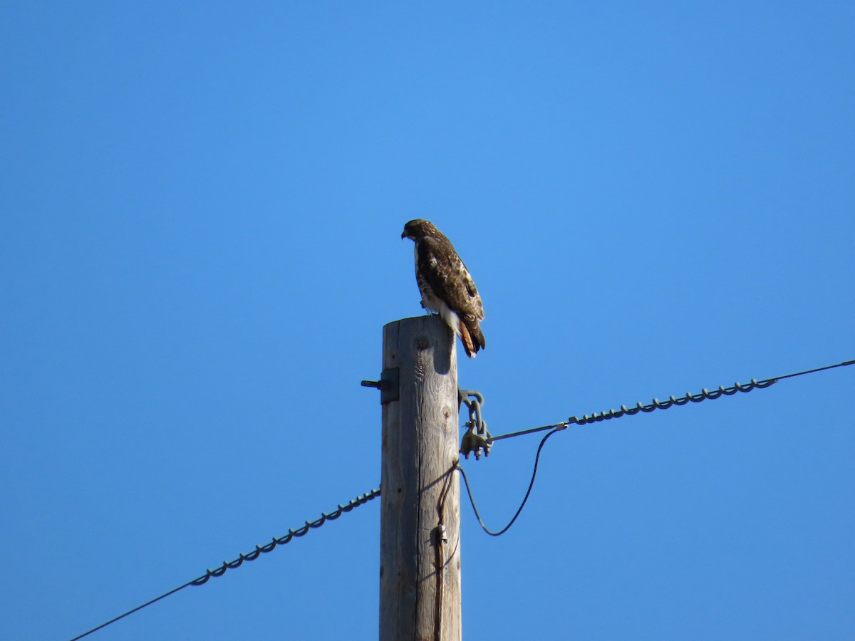 Red-tailed Hawk - ML620819817