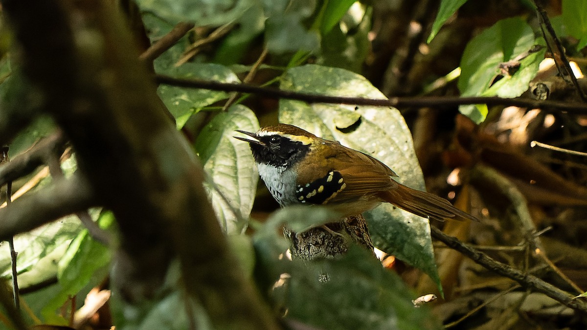 White-bibbed Antbird - ML620819818