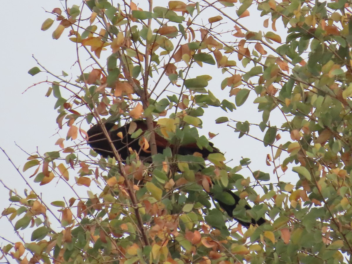 Greater Coucal - ML620819819