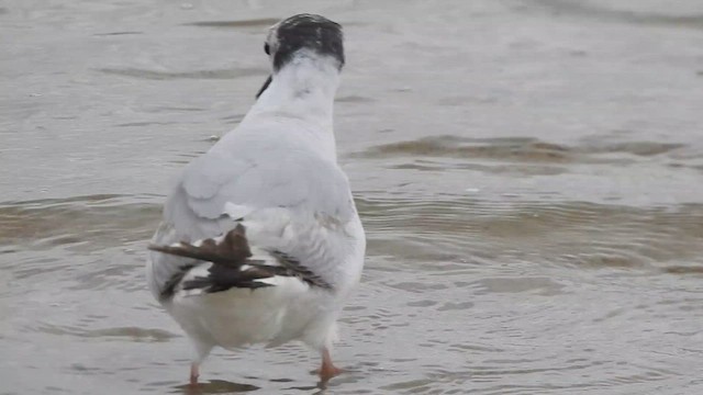 goéland ou mouette sp. - ML620819820