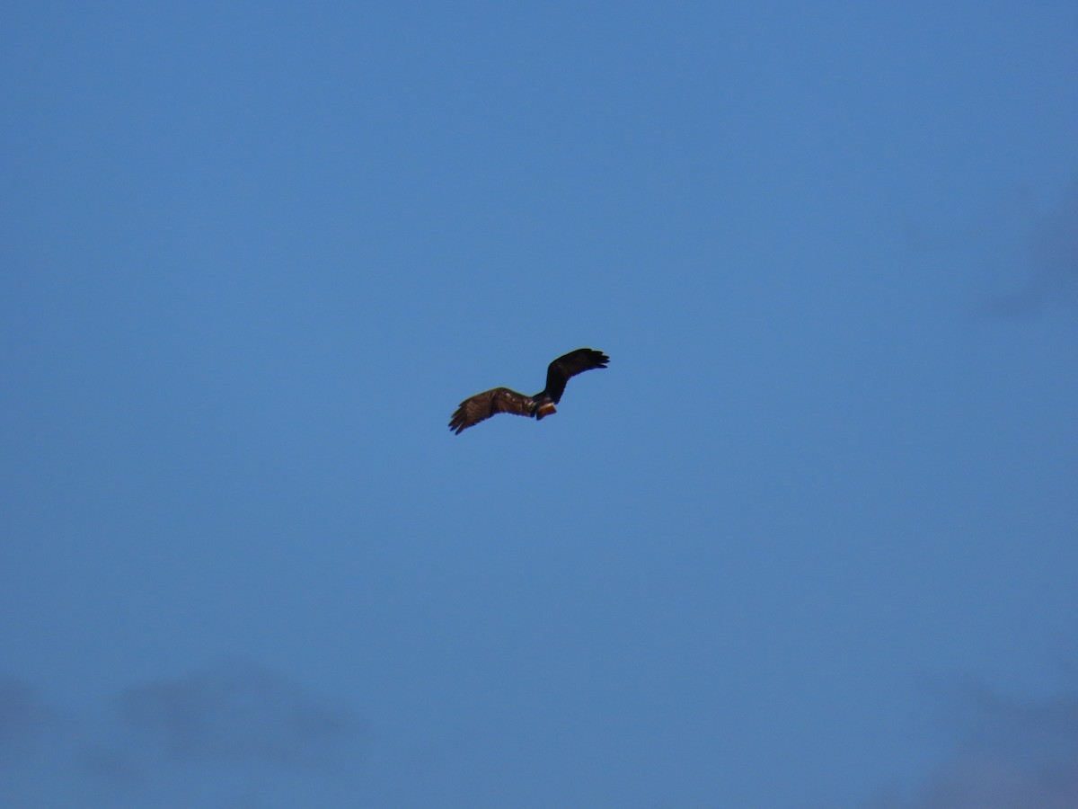 Red-tailed Hawk - ML620819822