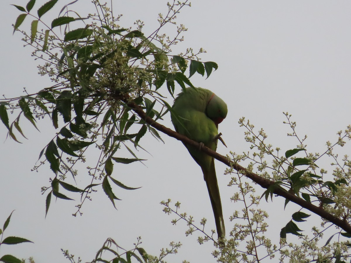 Rose-ringed Parakeet - ML620819823