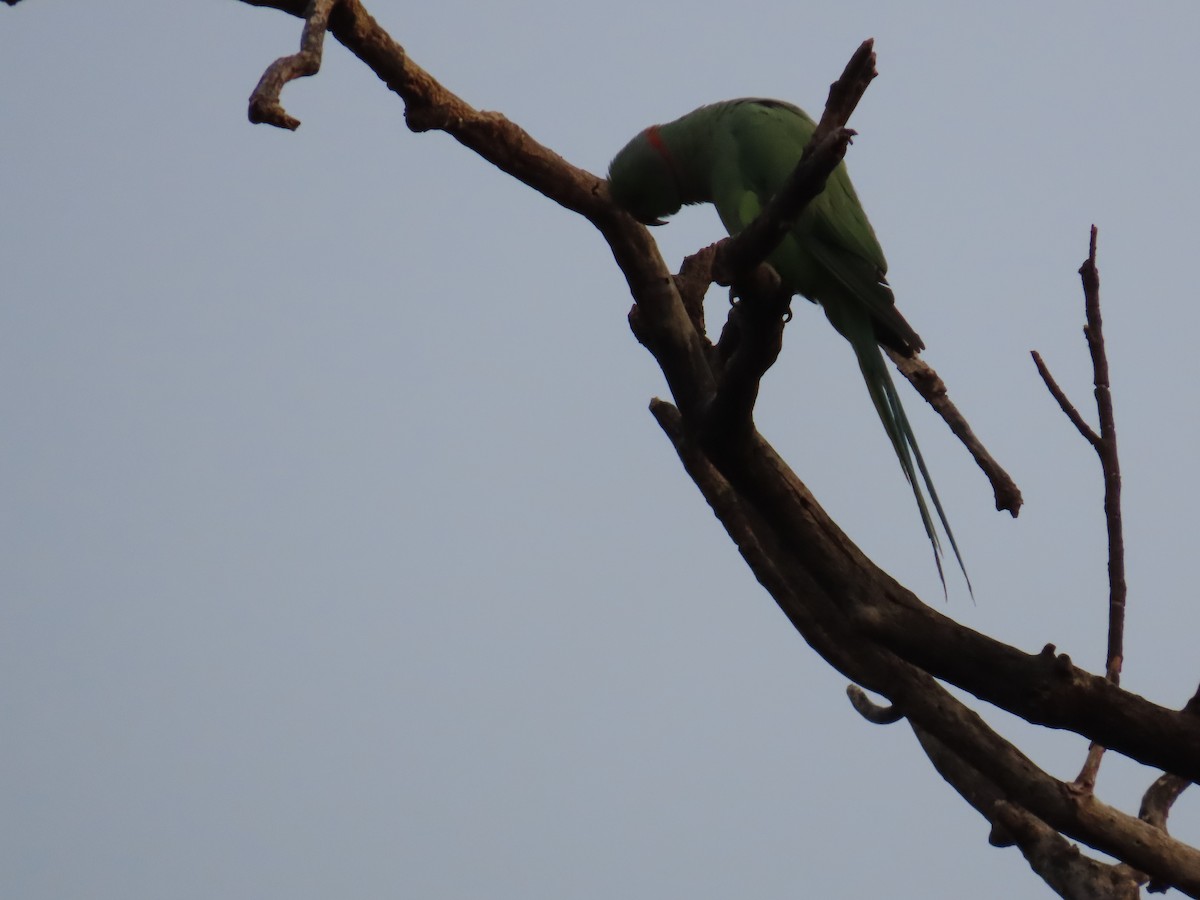 Rose-ringed Parakeet - ML620819824