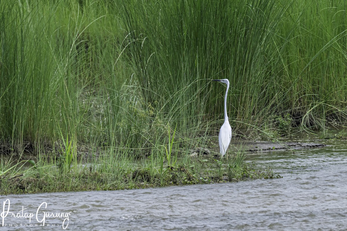 Aigrette garzette - ML620819826