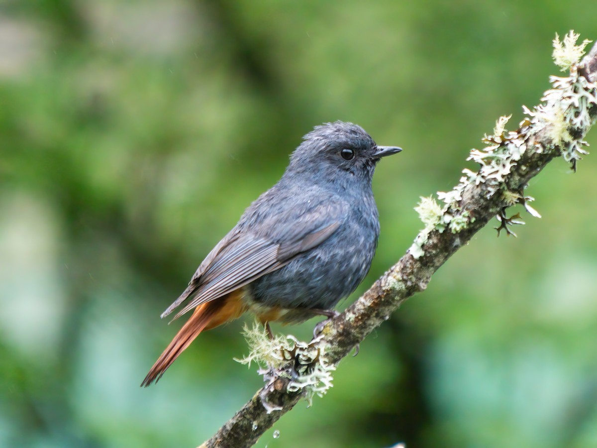 Plumbeous Redstart - ML620819827