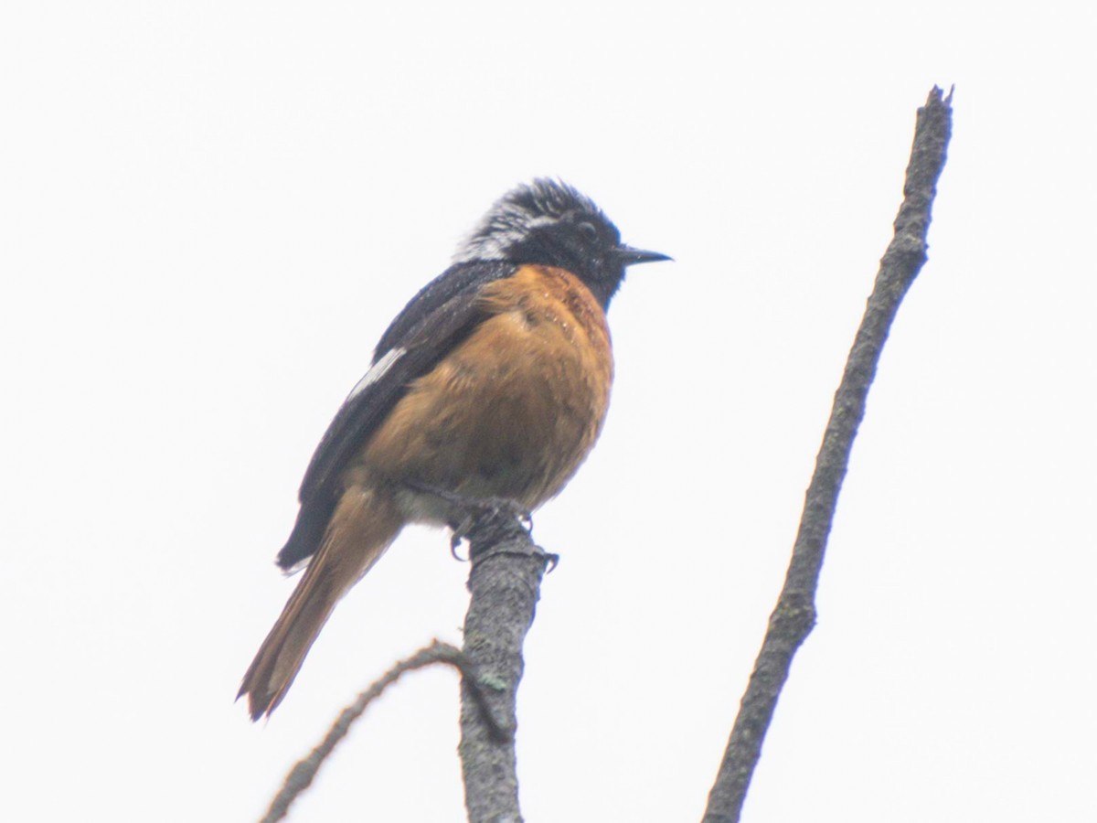 Daurian Redstart - ML620819828