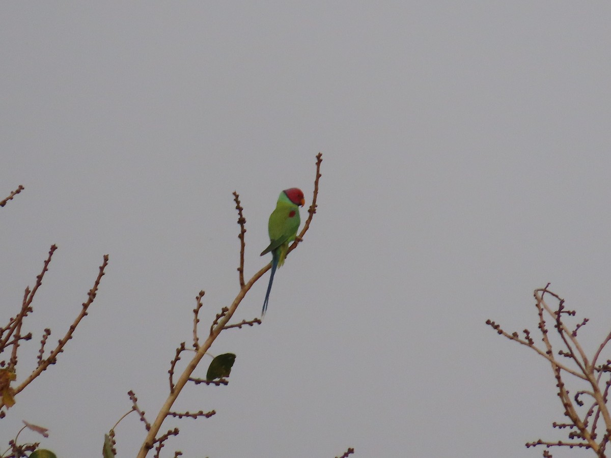 Plum-headed Parakeet - Shilpa Gadgil