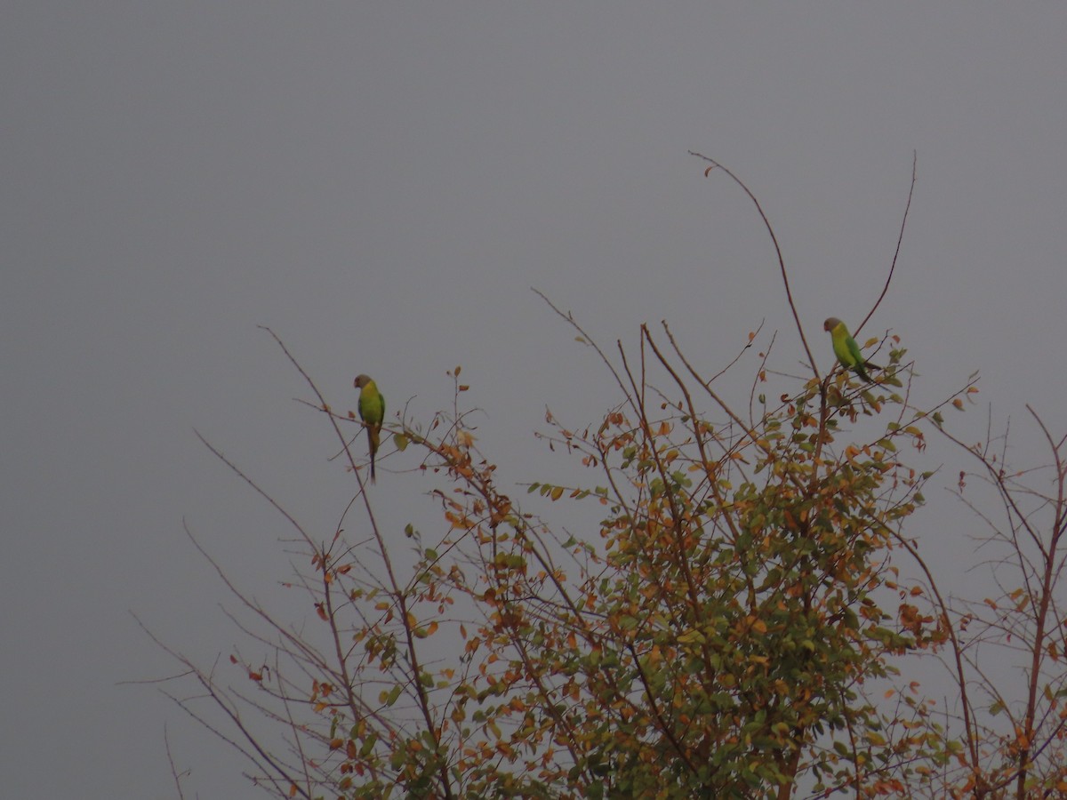 Plum-headed Parakeet - ML620819831