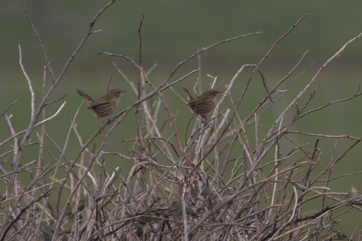 Striated Fieldwren - ML620819833