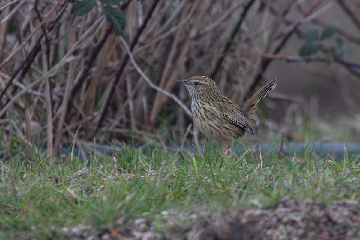 Striated Fieldwren - ML620819834